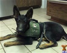 german shepherd puppy posted by Judy Smithson